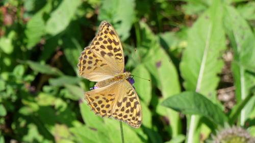 Argynnis paphia